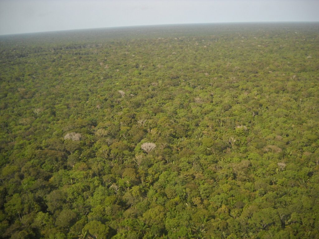 자연 생태계의 보고, 아마존