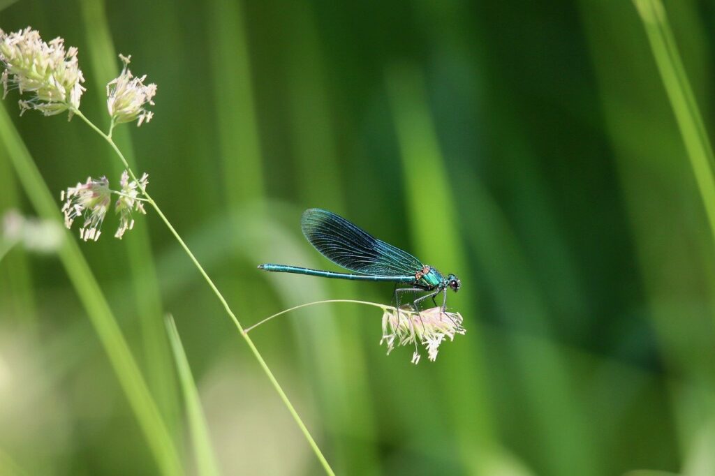 잠자리의 아름다운 푸른 날개-자연의 미적감각